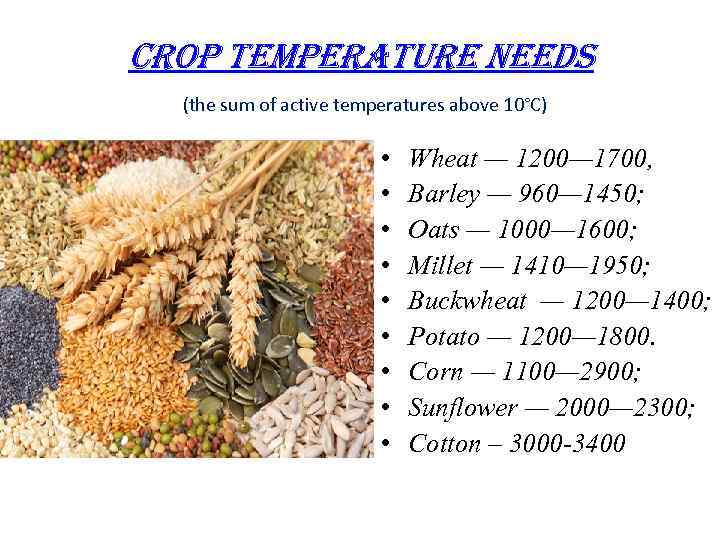 CROP TEMPERATURE NEEDS (the sum of active temperatures above 10°C) • • • Wheat