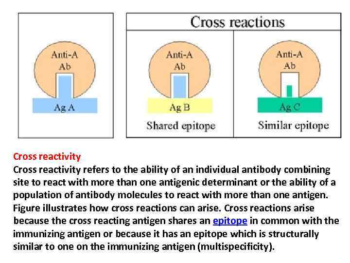 Cross reactivity refers to the ability of an individual antibody combining site to react