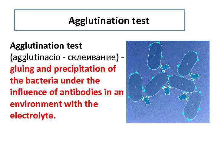 Agglutination test (agglutinacio - склеивание) - gluing and precipitation of the bacteria under the