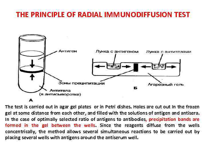 THE PRINCIPLE OF RADIAL IMMUNODIFFUSION TEST The test is carried out in agar gel