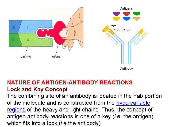 NATURE OF ANTIGEN-ANTIBODY REACTIONS Lock and Key Concept The combining site of an antibody
