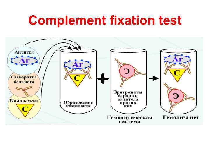 Complement fixation test 