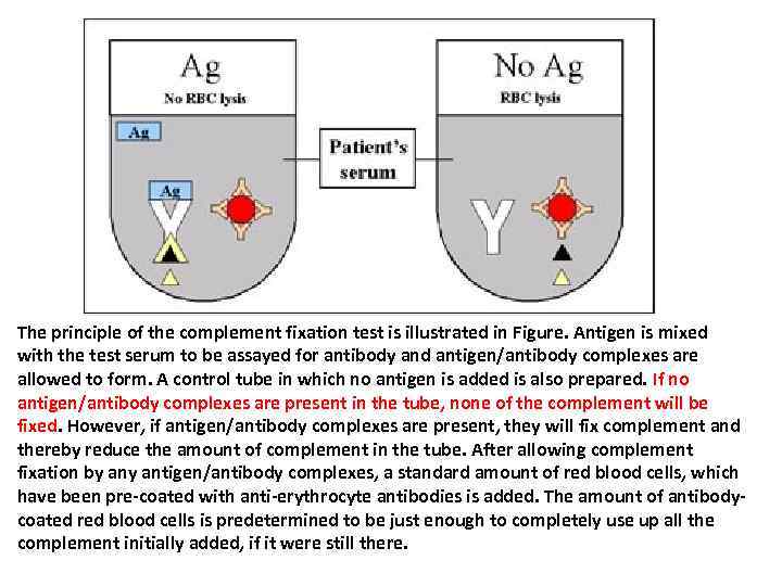 The principle of the complement fixation test is illustrated in Figure. Antigen is mixed