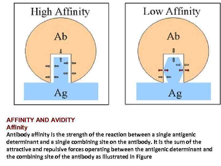 AFFINITY AND AVIDITY Affinity Antibody affinity is the strength of the reaction between a