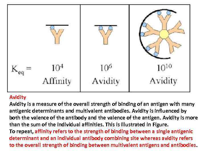 Avidity is a measure of the overall strength of binding of an antigen with
