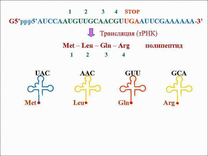  1 2 3 4 STOP G 5’ppp 5’AUCCAAUGUUGCAACGUUGAAUUCGAAAAAA-3’ Трансляция (т. РНК) Met –