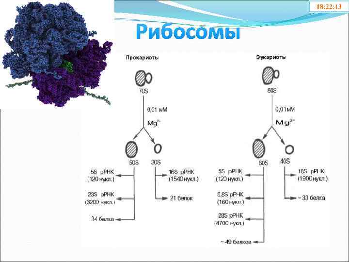 Рибосомы 