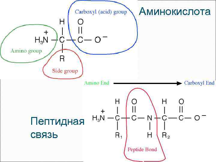 Аминокислота Пептидная связь 