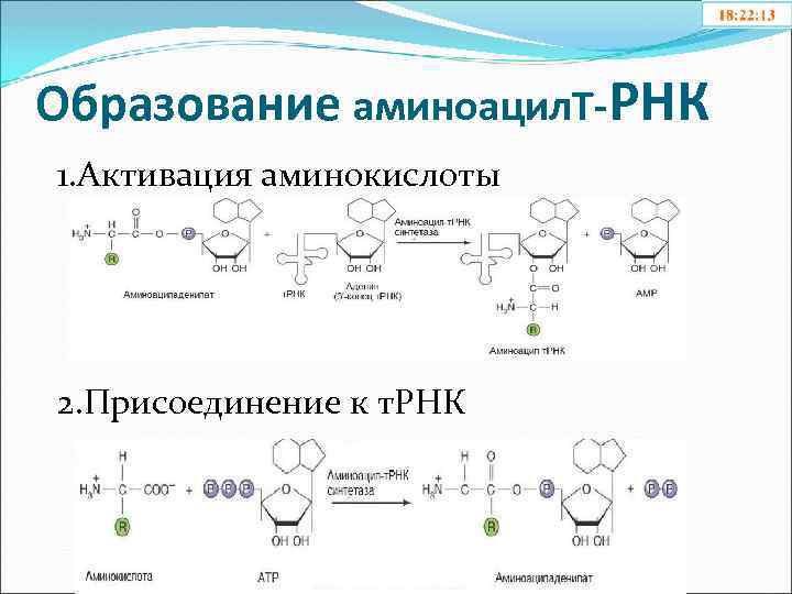 Этап активации аминокислот рекогниция роль аминоацил трнк