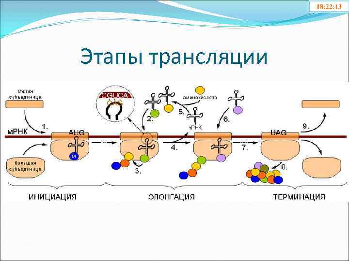 Этапы трансляции