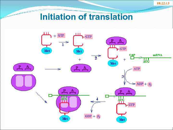 Initiation of translation 