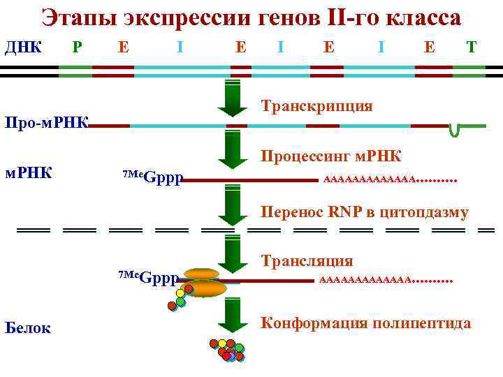 Что такое экспрессия генов