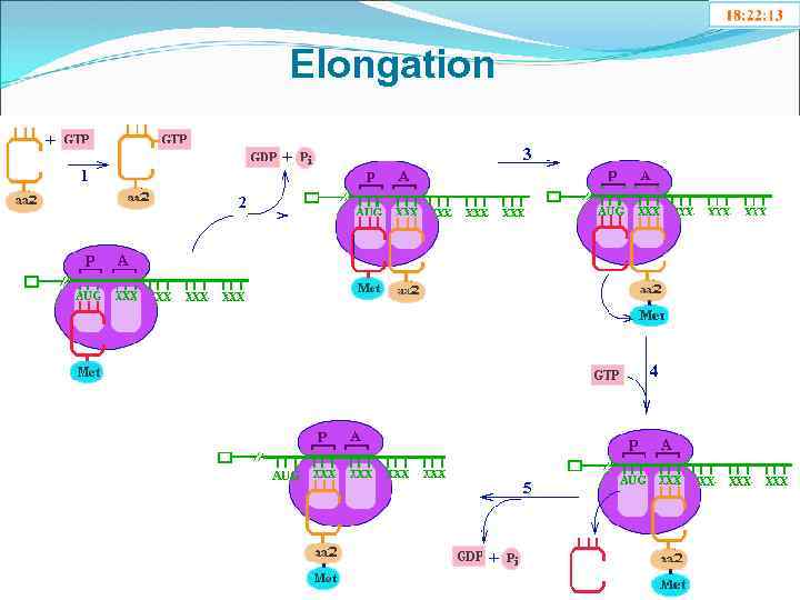 Elongation 