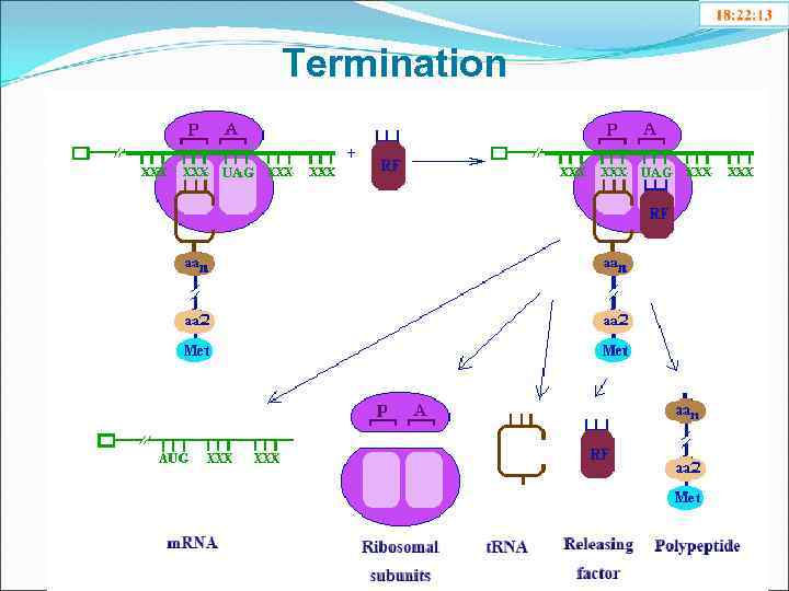 Termination 