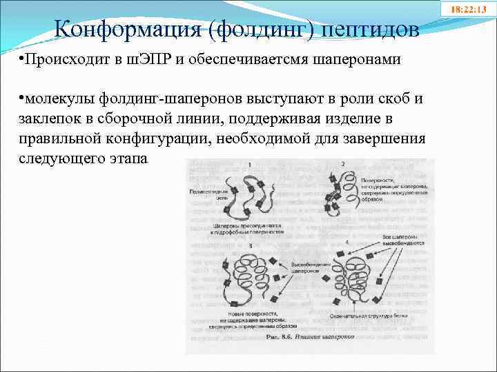 Конформация (фолдинг) пептидов • Происходит в ш. ЭПР и обеспечиваетсмя шаперонами • молекулы фолдинг-шаперонов