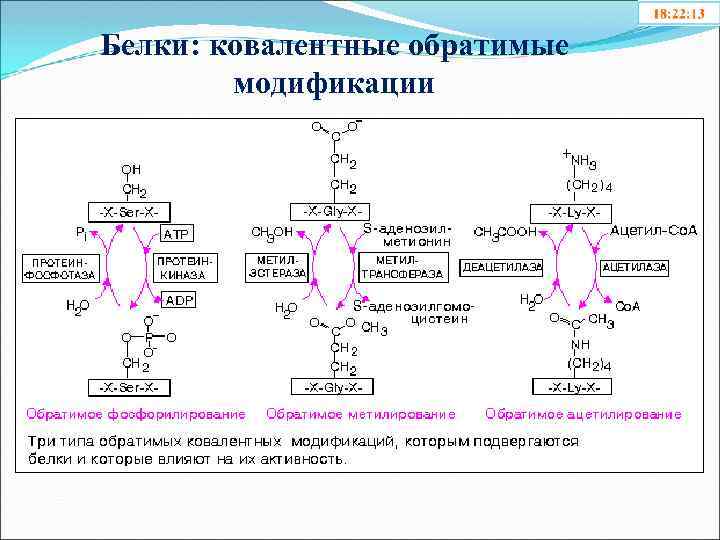 Белки: ковалентные обратимые модификации 