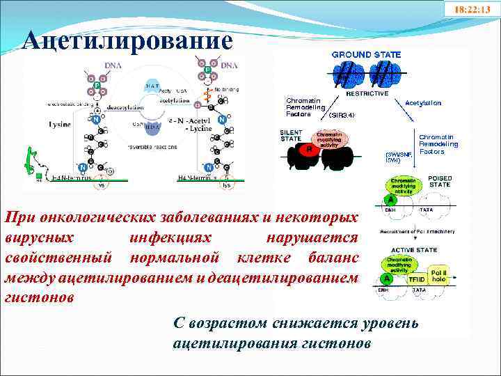 Ацетилирование При онкологических заболеваниях и некоторых вирусных инфекциях нарушается свойственный нормальной клетке баланс между