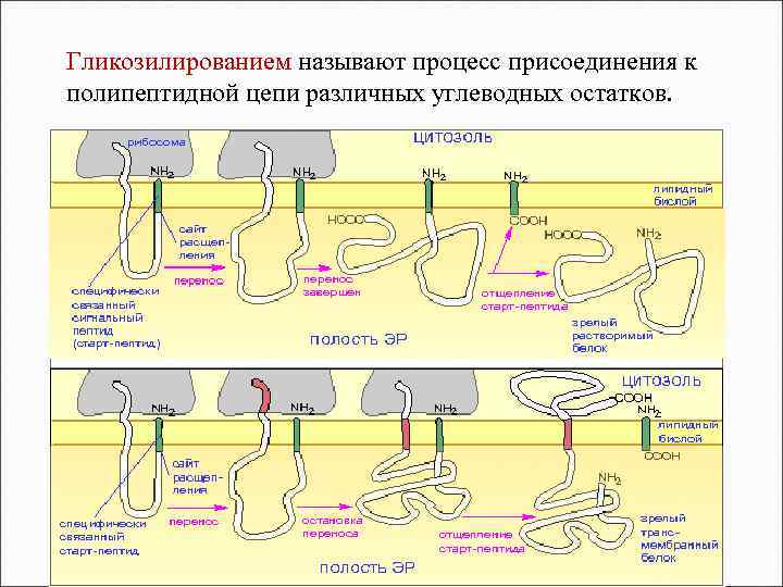 Процесс присоединения. Посттрансляционные изменения полипептидных цепей. Трансляция и посттрансляционная модификация полипептидных цепей.. Процесс присоединения к полипептидной цепи углеводного остатка. Процесс синтеза полипептидной цепи называется.