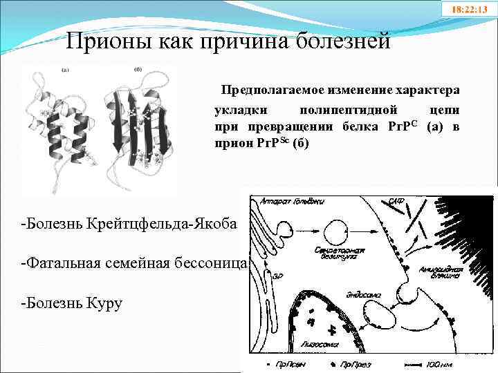 Прионы как причина болезней Предполагаемое изменение характера укладки полипептидной цепи превращении белка Рг. РC