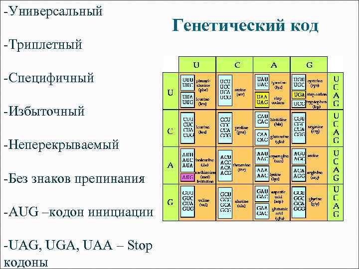 Стоп кодоны генетического. Генетический код универсален. Универсальный генетический код таблица. Генетический код знаки препинания.