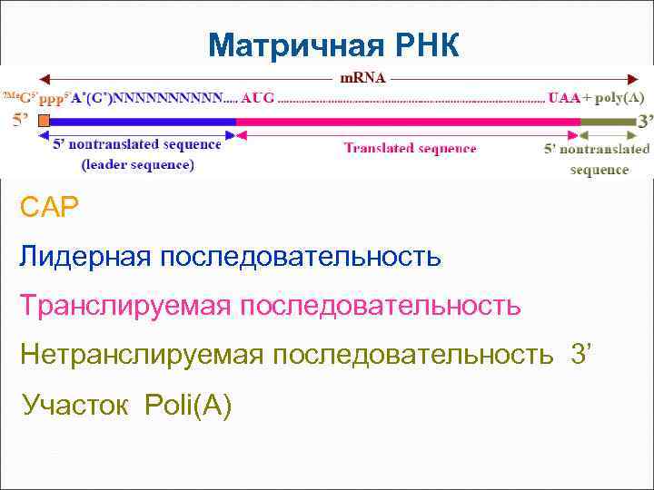 Матричная РНК CAP Лидерная последовательность Транслируемая последовательность Нетранслируемая последовательность 3’ Участок Poli(A) 