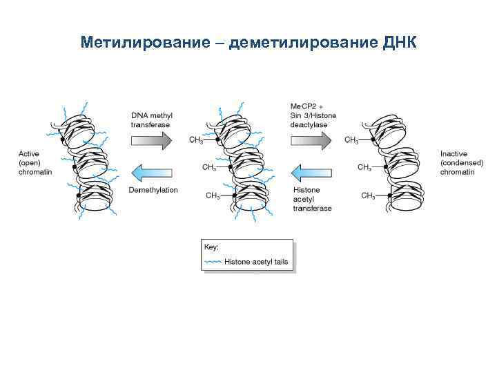 Метилирование – деметилирование ДНК 