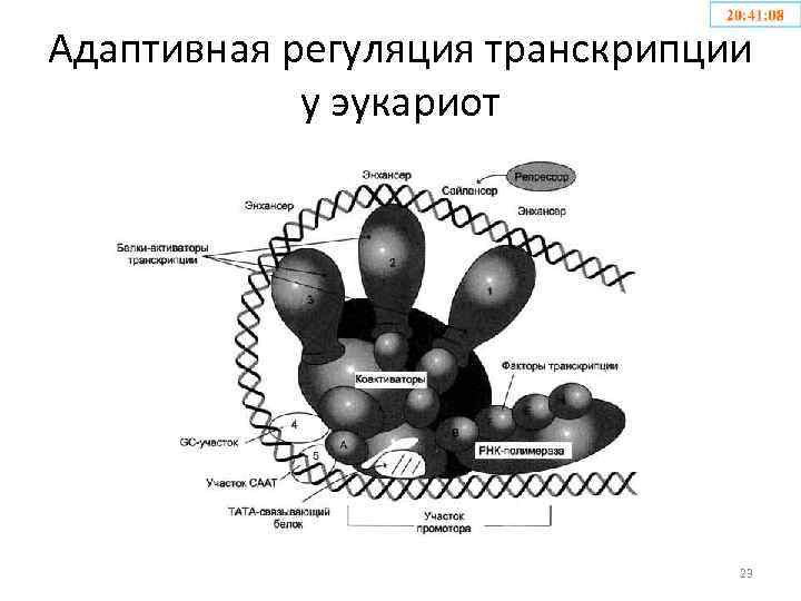 Регуляция активности генов у эукариот