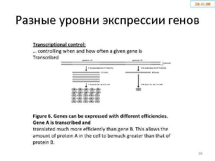 Разные уровни экспрессии генов 26 