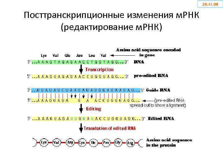 Посттранскрипционные изменения м. РНК (редактирование м. РНК) 