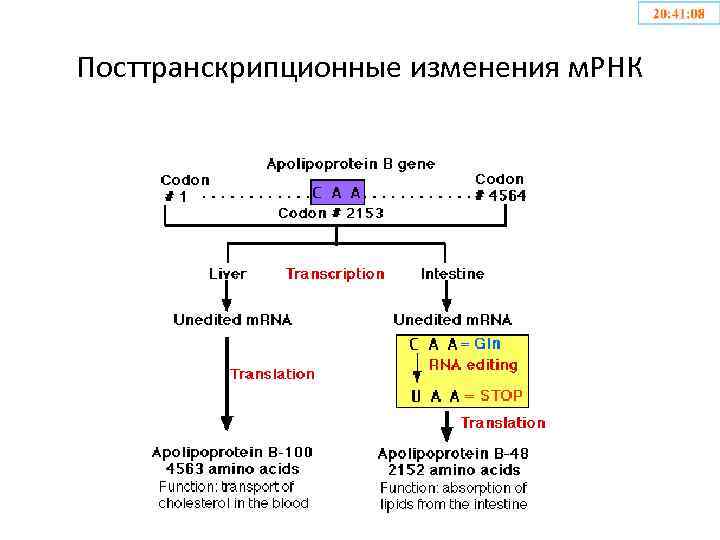 Посттранскрипционные изменения м. РНК 