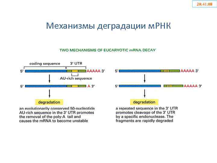 Механизмы деградации м. РНК 