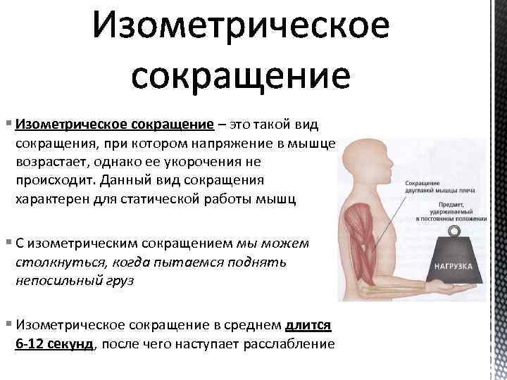 § Изометрическое сокращение – это такой вид сокращения, при котором напряжение в мышце возрастает,