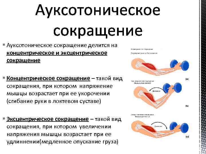 § Ауксотоническое сокращение делится на концентрическое и эксцентрическое сокращение § Концентрическое сокращение – такой