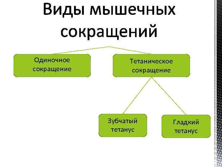 Одиночное сокращение Тетаническое сокращение Зубчатый тетанус Гладкий тетанус 