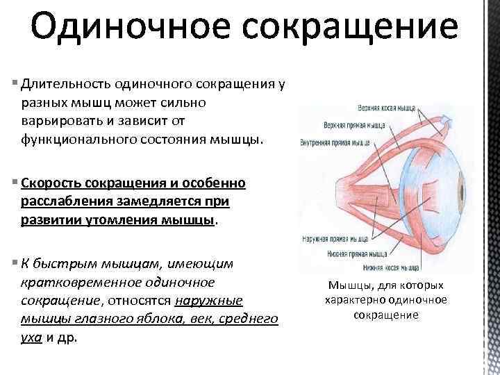 § Длительность одиночного сокращения у разных мышц может сильно варьировать и зависит от функционального