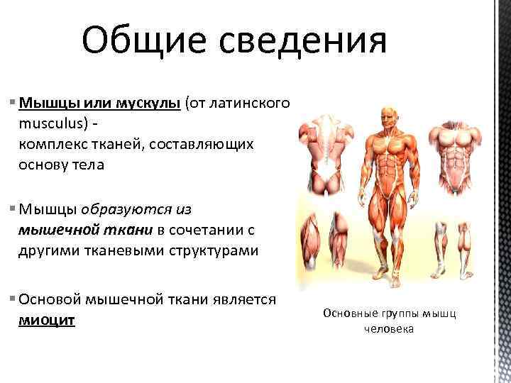 Общие сведения § Мышцы или мускулы (от латинского musculus) комплекс тканей, составляющих основу тела