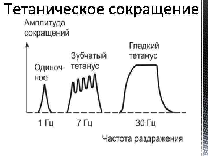 Частота сокращения мышц человека. Одиночные и тетанические сокращения физиология. График зубчатого и гладкого тетануса. Тетанус физиология мышц. Одиночное сокращение зубчатый тетанус гладкий тетанус.