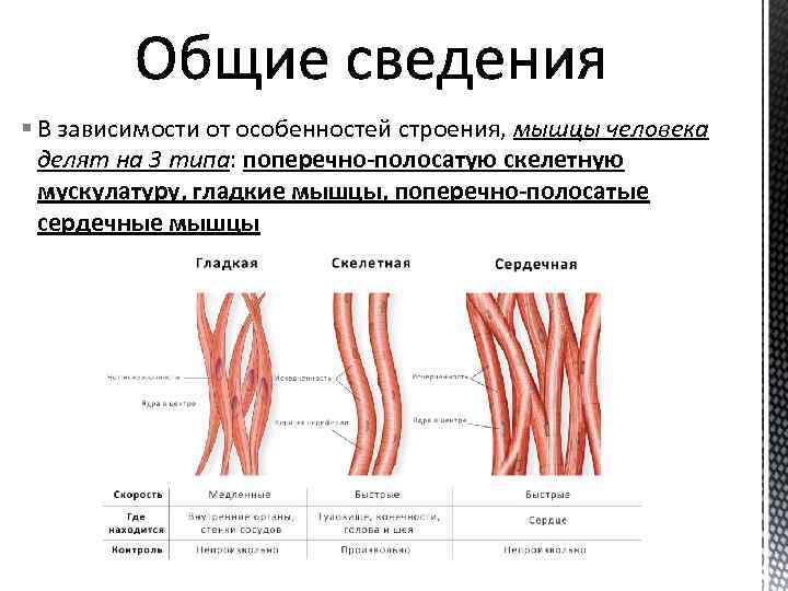 Какими буквами обозначены изображения сердечной поперечнополосатой мышечной ткани