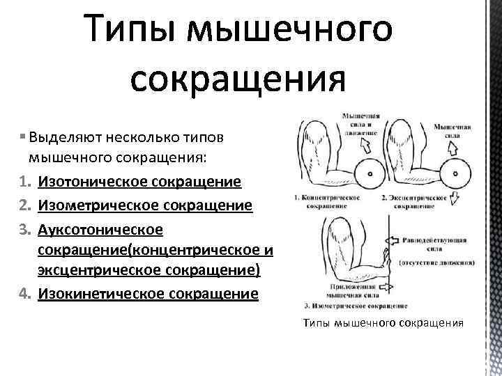 § Выделяют несколько типов мышечного сокращения: 1. Изотоническое сокращение 2. Изометрическое сокращение 3. Ауксотоническое