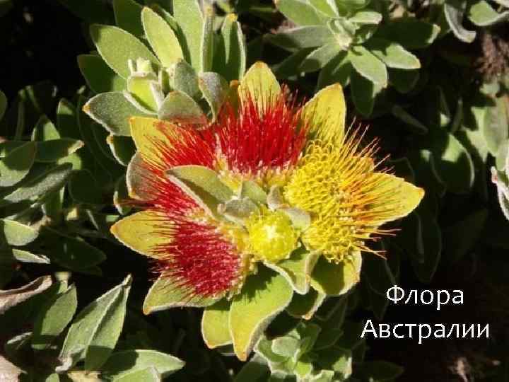 Флора Австралии 