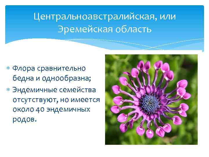 Центральноавстралийская, или Эремейская область Флора сравнительно бедна и однообразна; Эндемичные семейства отсутствуют, но имеется