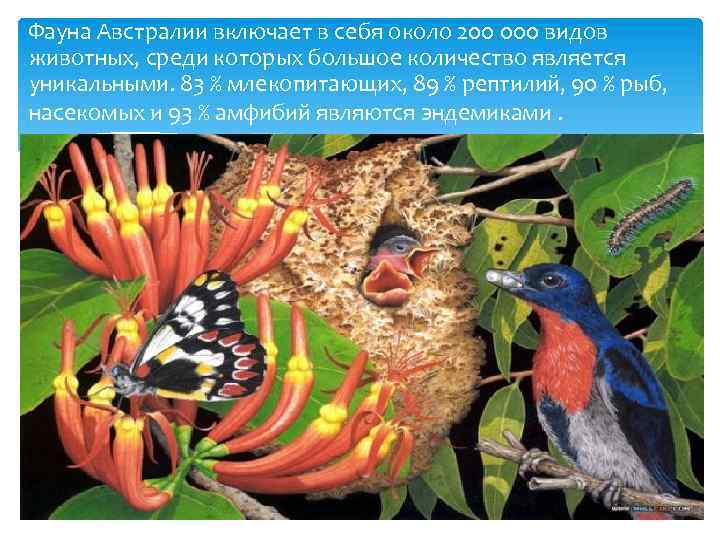  Фауна Австралии включает в себя около 200 000 видов животных, среди которых большое
