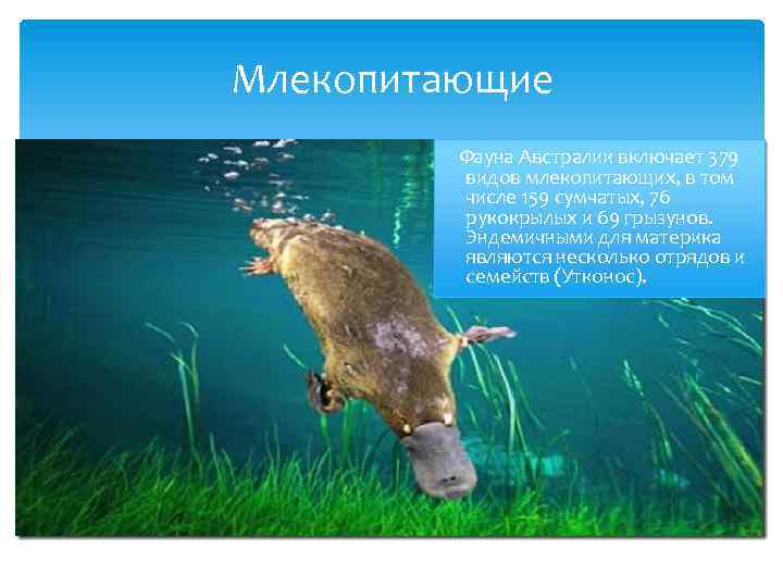 Млекопитающие Фауна Австралии включает 379 видов млекопитающих, в том числе 159 сумчатых, 76 рукокрылых