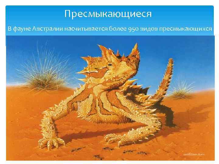 Пресмыкающиеся В фауне Австралии насчитывается более 950 видов пресмыкающихся 