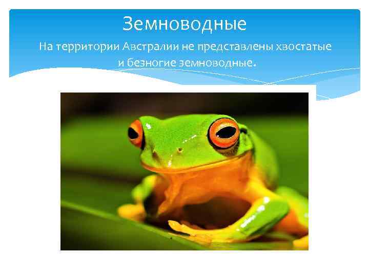 Земноводные На территории Австралии не представлены хвостатые и безногие земноводные. 