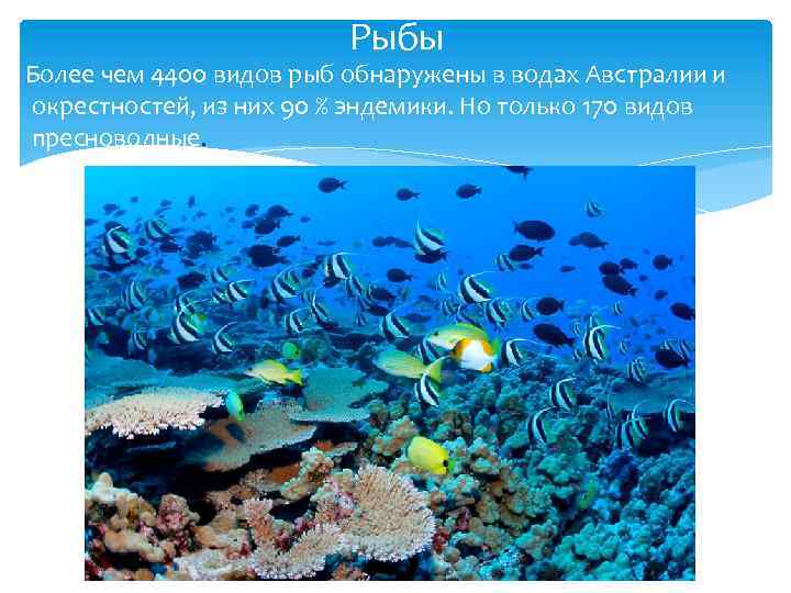 Рыбы Более чем 4400 видов рыб обнаружены в водах Австралии и окрестностей, из них
