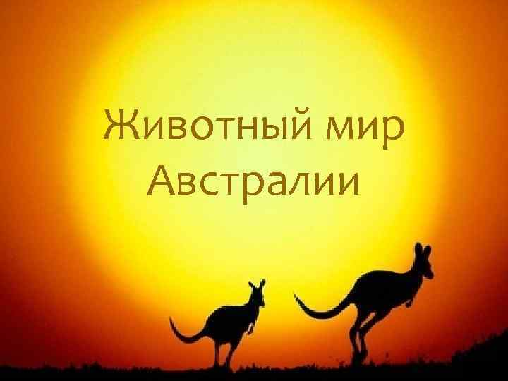 Животный мир Австралии 
