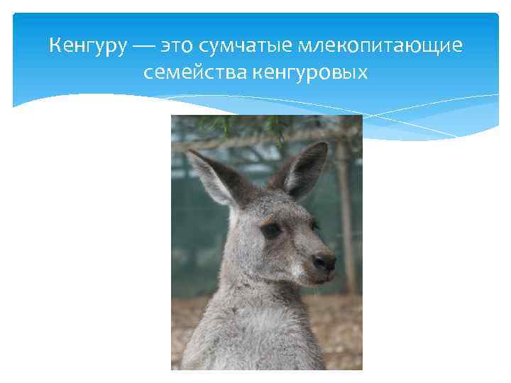 Кенгуру — это сумчатые млекопитающие семейства кенгуровых 