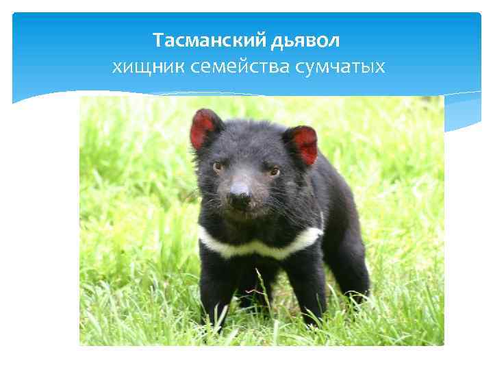 Тасманский дьявол хищник семейства сумчатых 