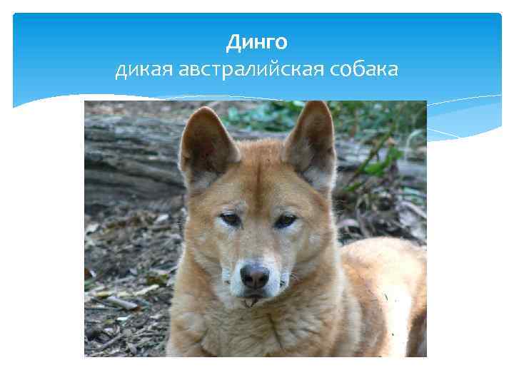 Динго дикая австралийская собака 